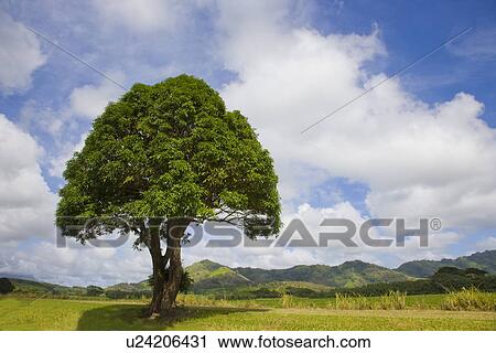 Tree in field View Large Photo Image Stock Image - Tree in field. Fotosearch