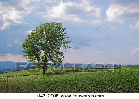 Stock Photo - Tree in field. Fotosearch