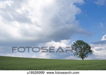 Tree in field View Large Photo Image Stock Photo - Tree in field. Fotosearch