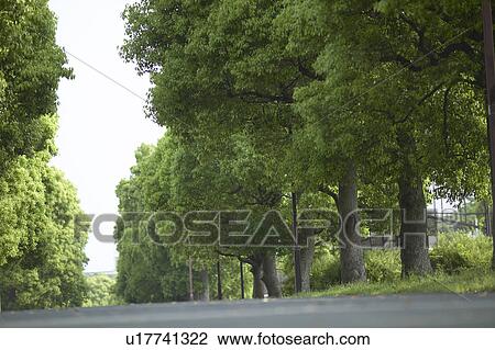 Stock Image - Tree Lined Road. Fotosearch