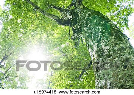 Stock Photo - Tree, Low Angle View. Fotosearch
