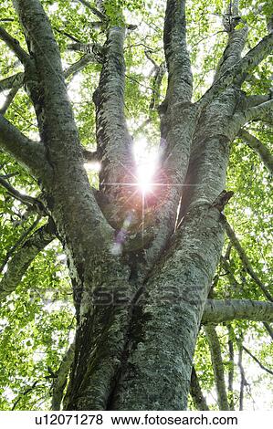 Tree trunk and sunbeam View Large Photo Image Stock Photo - Tree trunk and sunbeam. Fotosearch