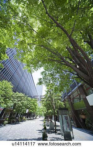 Stock Photo - Treelined street in office district. Fotosearch