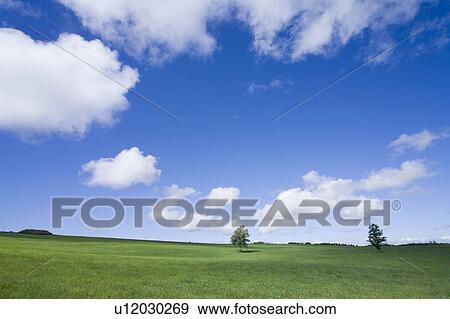 Stock Photo - Trees and field. Fotosearch