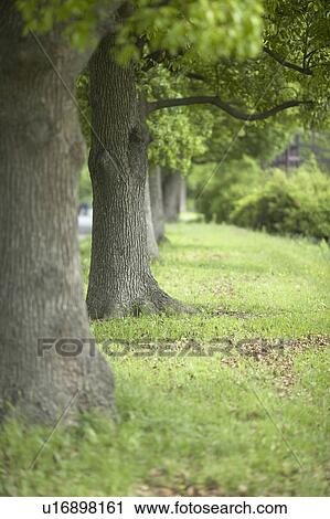 Stock Image - Trees in Line. Fotosearch