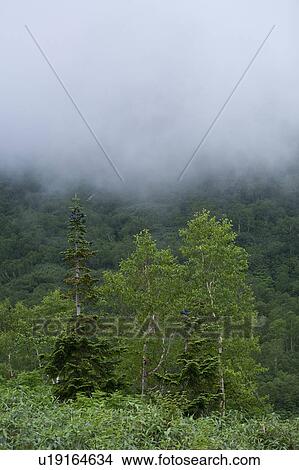 Picture - Trees in Tsugaike plateau. Fotosearch