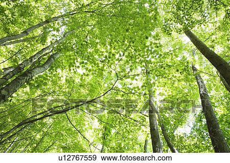 Stock Photo - Trees, low angle view. Fotosearch