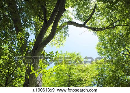 Trees, low angle view View Large Photo Image Stock Photo - Trees, low angle view. Fotosearch