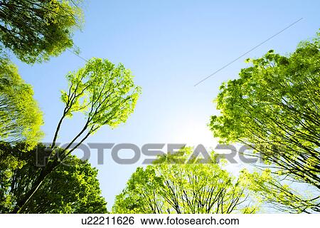 Stock Photograph - Trees, Low Angle View. Fotosearch