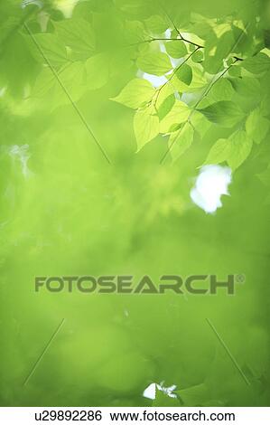 Stock Photograph - Trees, low angle view. Fotosearch