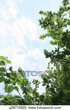 Stock Photography - Trees, low angle view. Fotosearch