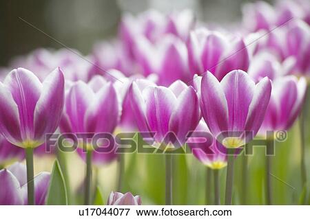 Tulip field View Large Photo Image Stock Photo - Tulip field. Fotosearch