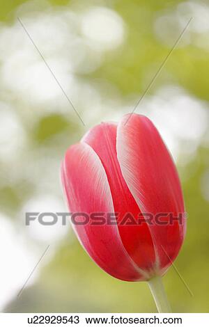 Stock Image - Tulip. Fotosearch
