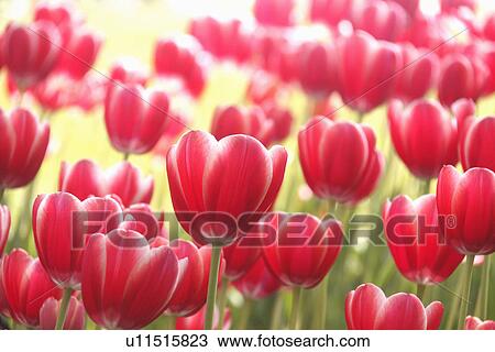 Stock Image - Tulips. Fotosearch