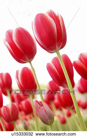 Stock Image - Tulips. Fotosearch