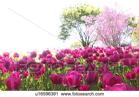 Tulips View Large Photo Image Stock Image - Tulips. Fotosearch