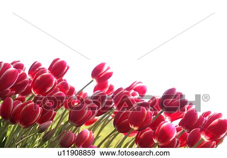 Stock Photo - Tulips. Fotosearch