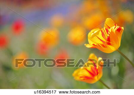 Tulips View Large Photo Image Stock Photo - Tulips. Fotosearch