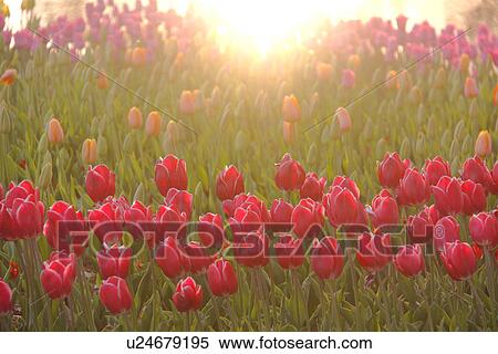 Tulips View Large Photo Image Stock Photography - Tulips. Fotosearch