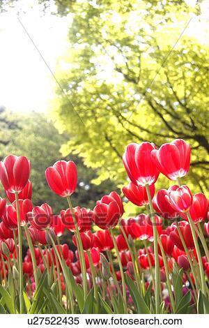 Tulips View Large Photo Image Stock Photography - Tulips. Fotosearch