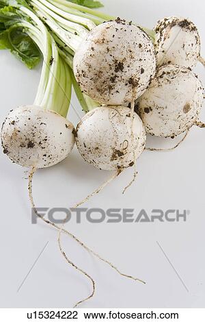 Stock Image - Turnips, close up, white background. Fotosearch