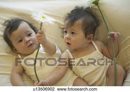 Twin babies laying and holding Flower View Large Photo Image Stock Image - Twin babies laying and holding Flower. Fotosearch