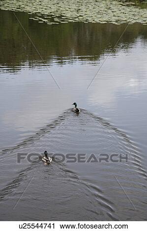 Two Ducks Swimming in Pond, Arleans, Mimizan, Landes, Aquitaine, France View Large Photo Image Stock Image - Two Ducks Swimming in Pond, Arleans, Mimizan, Landes, Aquitaine, France. Fotosearch