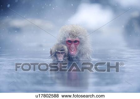 Two Japanese macaques (Macaca fuscata) in hot spring View Large Photo Image Stock Photo - Two Japanese macaques (Macaca fuscata) in hot spring. Fotosearch