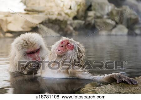 Stock Photo - Two Japanese macaques (Macaca fuscata) in hot spring. Fotosearch