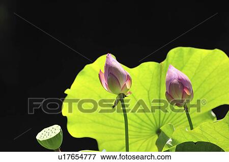 Two lotus buds View Large Photo Image Stock Photo - Two lotus buds. Fotosearch