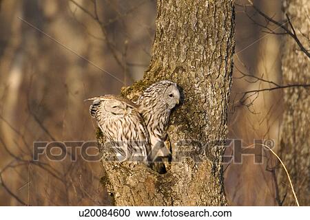 Two owls coming out of nest View Large Photo Image Stock Image - Two owls coming out of nest. Fotosearch