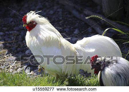 Stock Photo - Two roosters. Fotosearch