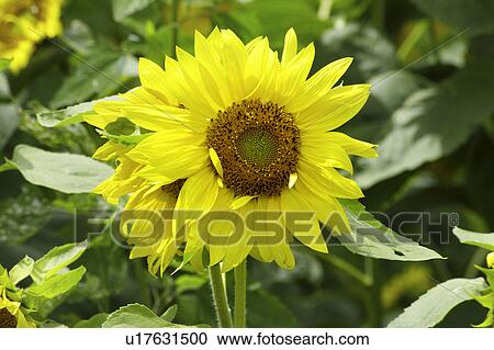 Stock Image - Two sunflowers. Fotosearch