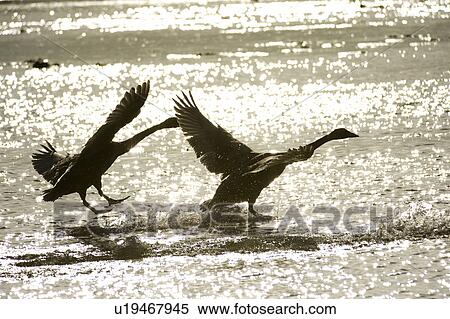 Stock Photography - Two swans taking off at dusk. Fotosearch