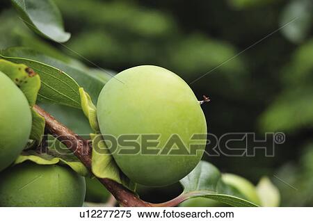 Unripe Persimmon View Large Photo Image Stock Photography - Unripe Persimmon. Fotosearch