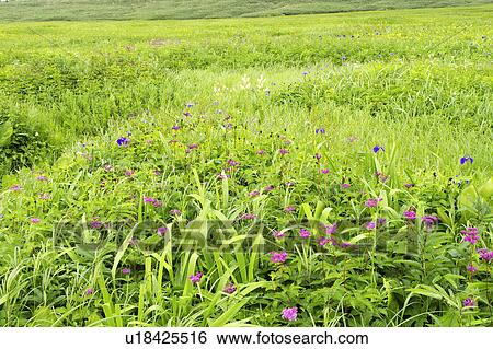 Uryunuma-shitsugen Marsh, Hokkaido Prefecture, Japan View Large Photo Image Stock Photograph - Uryunuma-shitsugen Marsh, Hokkaido Prefecture, Japan . Fotosearch