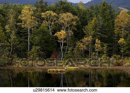 Picture - Ushidome pond in Norikura highland. Fotosearch
