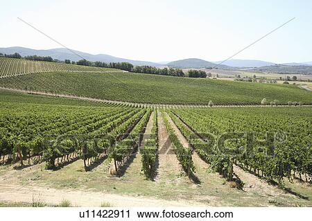 Stock Image - Vineyard, San Gimignano, Florence, Italy. Fotosearch