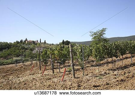 Vineyard, San Gimignano, Florence, Italy View Large Photo Image Stock Photo - Vineyard, San Gimignano, Florence, Italy. Fotosearch