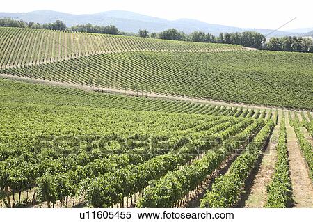 Stock Photography - Vineyard, San Gimignano, Florence, Italy. Fotosearch