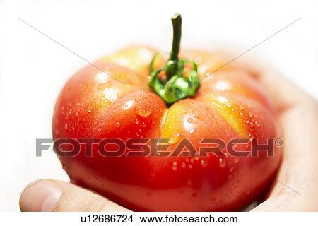 Water drops on red tomato, close up, white background View Large Photo Image Picture - Water drops on red tomato, close up, white background. Fotosearch