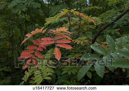 Stock Photo - Water drops on rowan leaves, close up. Fotosearch