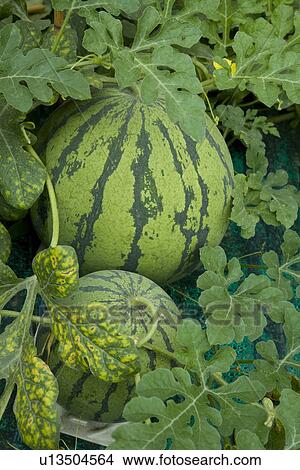 Picture - Watermelons, close up. Fotosearch