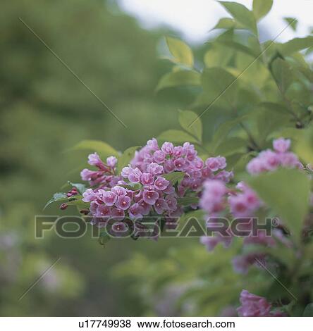 Stock Photo - Weigela hortensis. Fotosearch