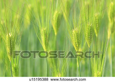 Stock Photo - Wheat field, close up, full frame. Fotosearch