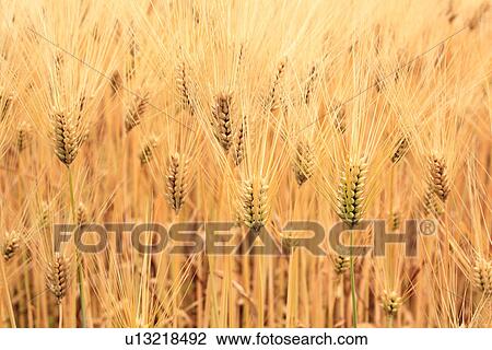 Wheat field, close up, sepia toned, full frame View Large Photo Image Stock Image - Wheat field, close up, sepia toned, full frame. Fotosearch