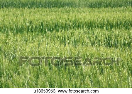 Wheat field, full frame View Large Photo Image Stock Image - Wheat field, full frame. Fotosearch