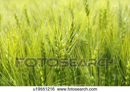 Stock Photograph - Wheat field, Hokkaido Prefecture, Japan. Fotosearch