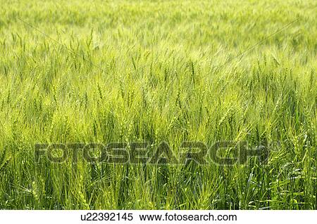 Stock Photography - Wheat field, Hokkaido Prefecture, Japan. Fotosearch