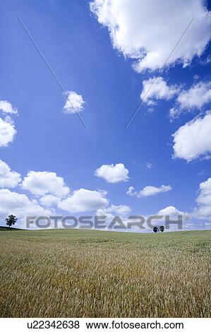 Wheat field View Large Photo Image Stock Photo - Wheat field. Fotosearch